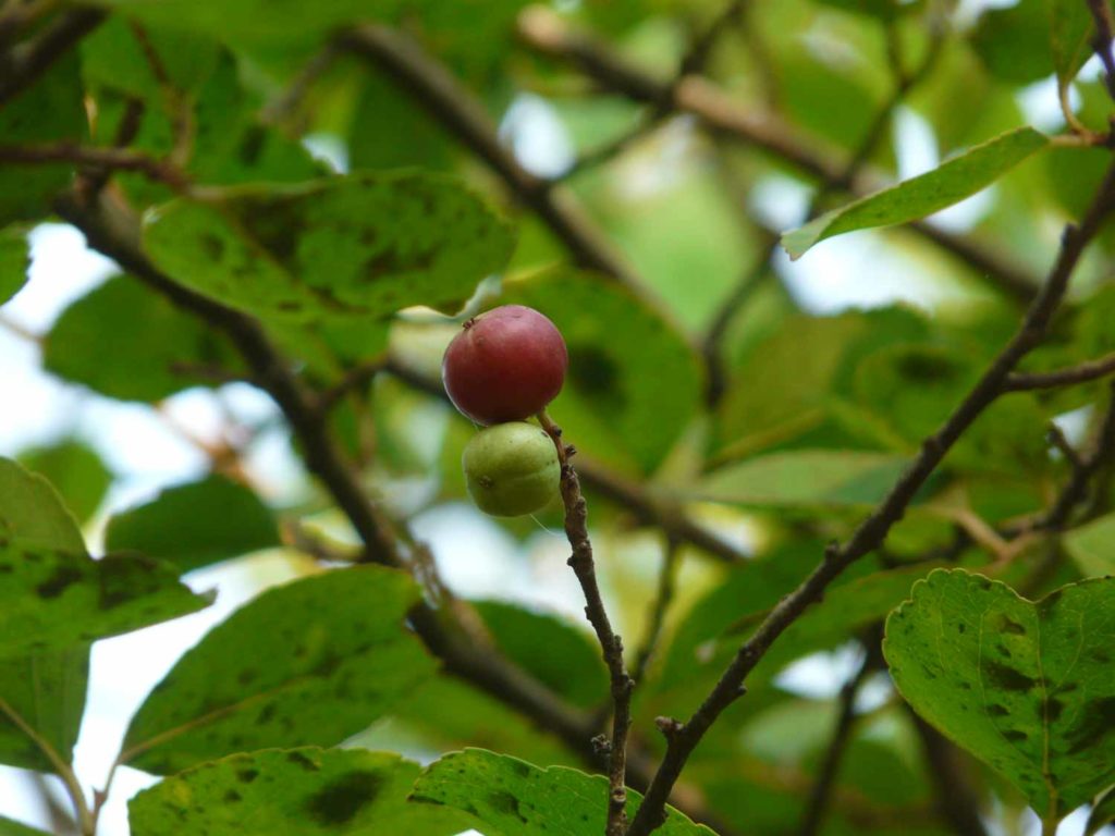 Governors plum fruit Trinidad