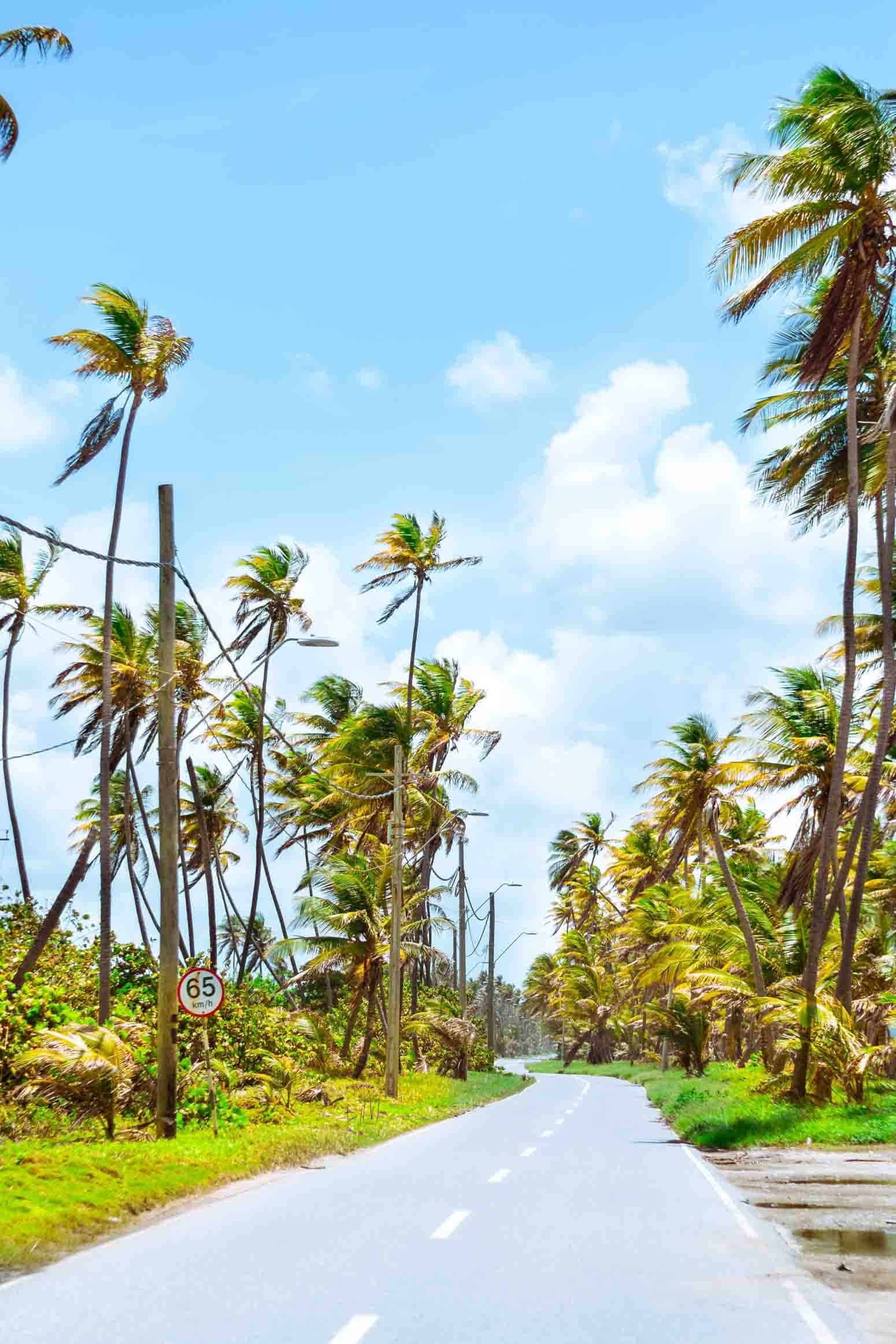 Palm tress along a road in Mayaro, Trinidad and Tobago