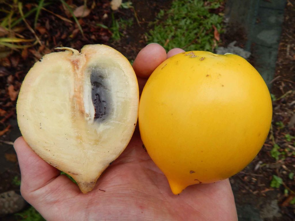 Abiu Trinidad fruit in hand showing interior