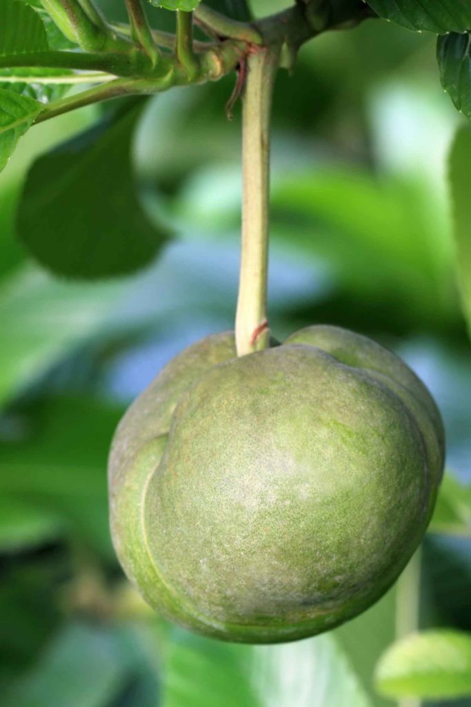 Trinidadian fruit chalta hanging on a tree, also called elephant fruit