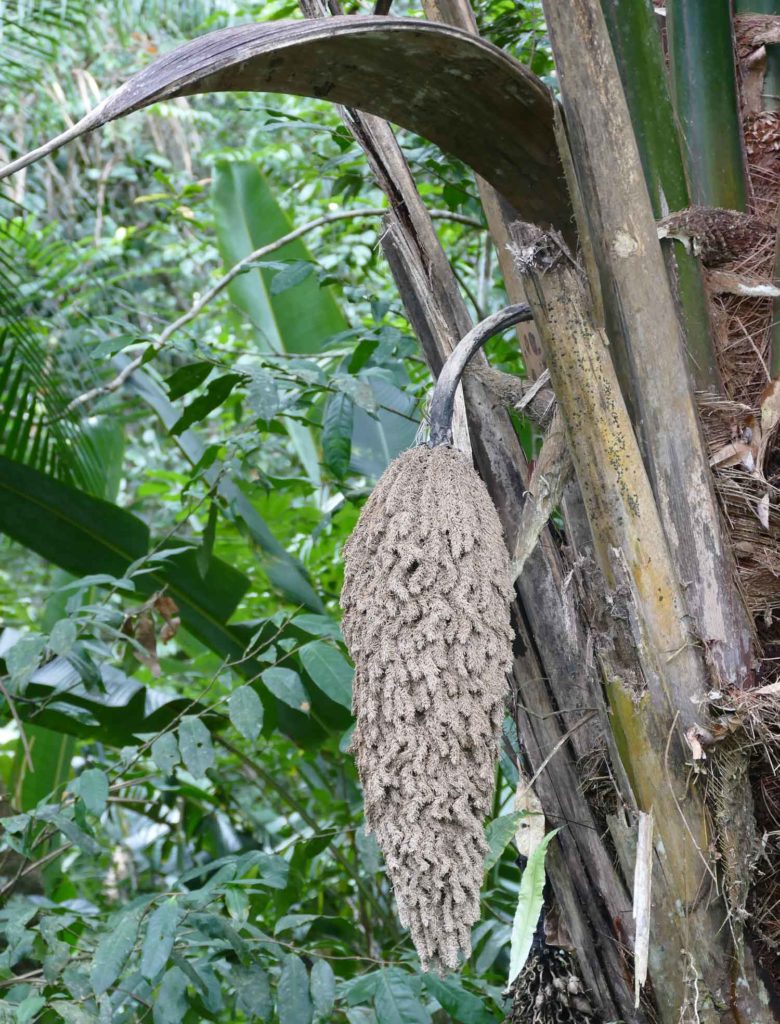 Cocorite, maripa palm fruit hanging from tree in Trinidad