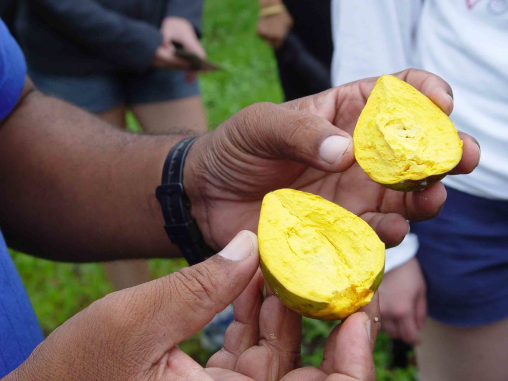 penny piece Trinidadian fruit broken open in a man's hands showing flesh is like hard boiled egg