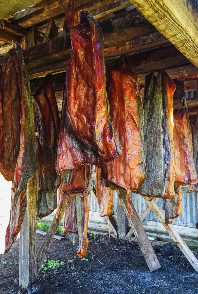 Fermented shark in Iceland hanging to dry