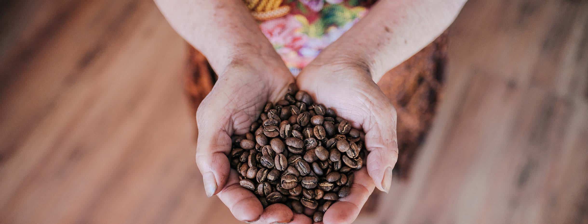 Guatemalan woman holding roasted coffee beans in her hands