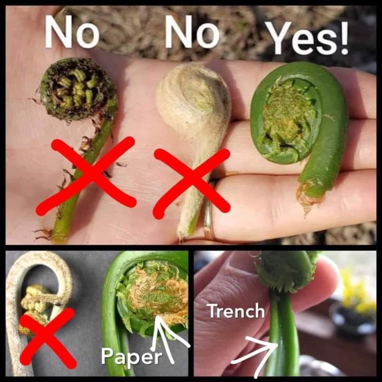 12 Fiddlehead Recipes to Celebrate Spring