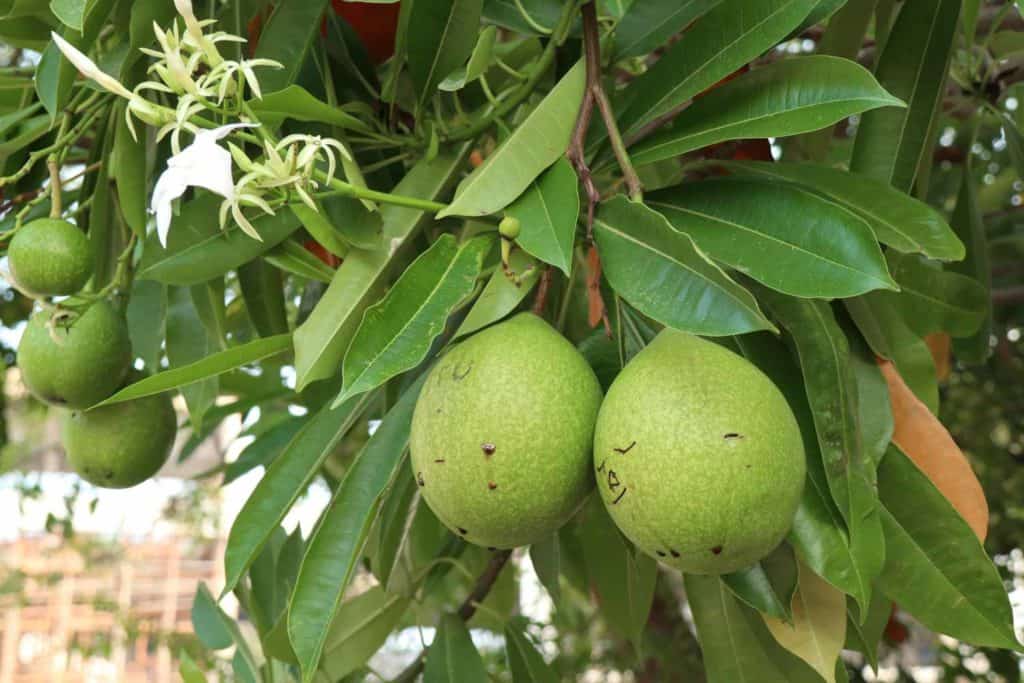 Jicaro fruits in Nicaragua on a tree also known as Mexican Calabash
