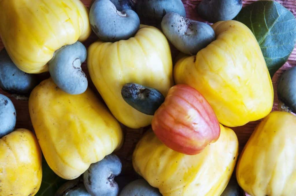 Maranon cashew fruits in Nicaragua