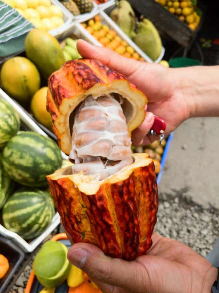 South American fruits cacao