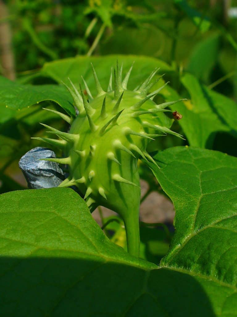 cuchinito exploding cucumber fruit in Nicaragua