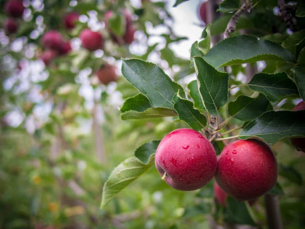 apples in Chile on a tree