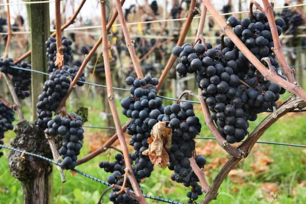 Grapes for making ice wine for making Chilean wine