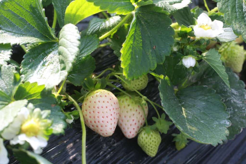 Chilean strawberries or beach strawberries growing