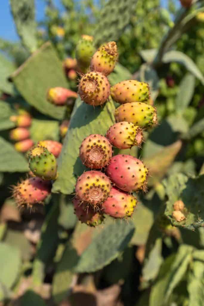 Close-up Of Colorful Prickly Pears, Indian Fig, Nature