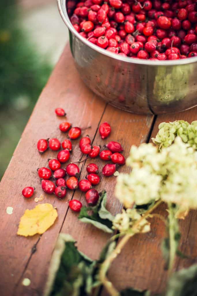 Chilean fruits rose hip in a pot and on a table