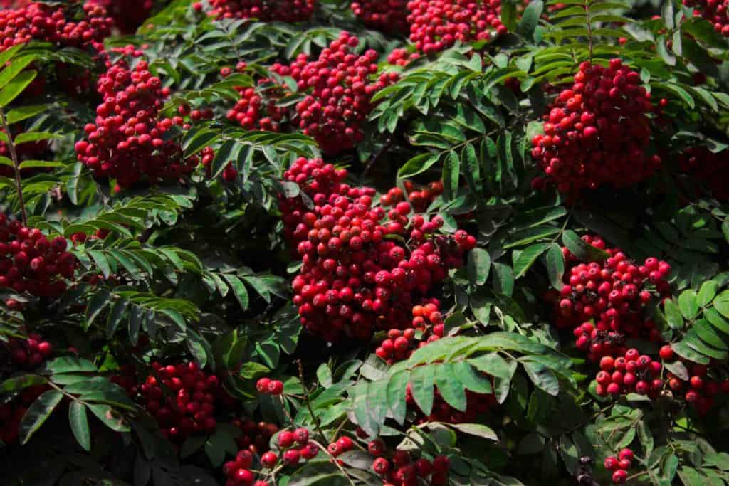 Murtilla murtas chilean fruit on a bush