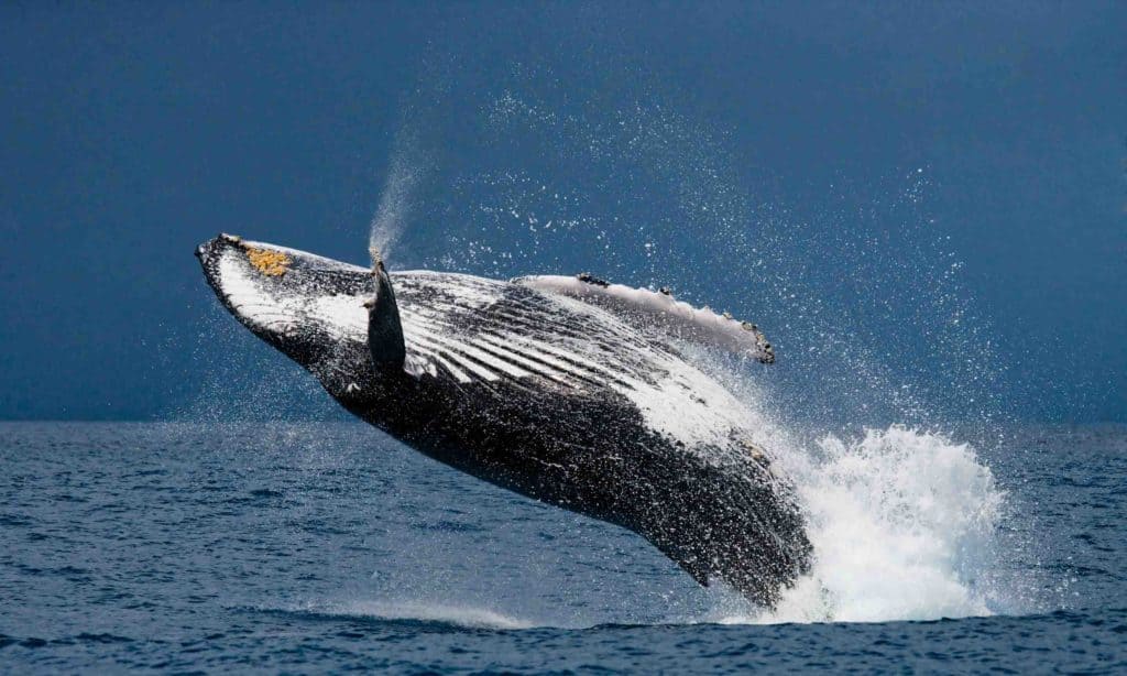 Humpback Whale Salinas Ecuador