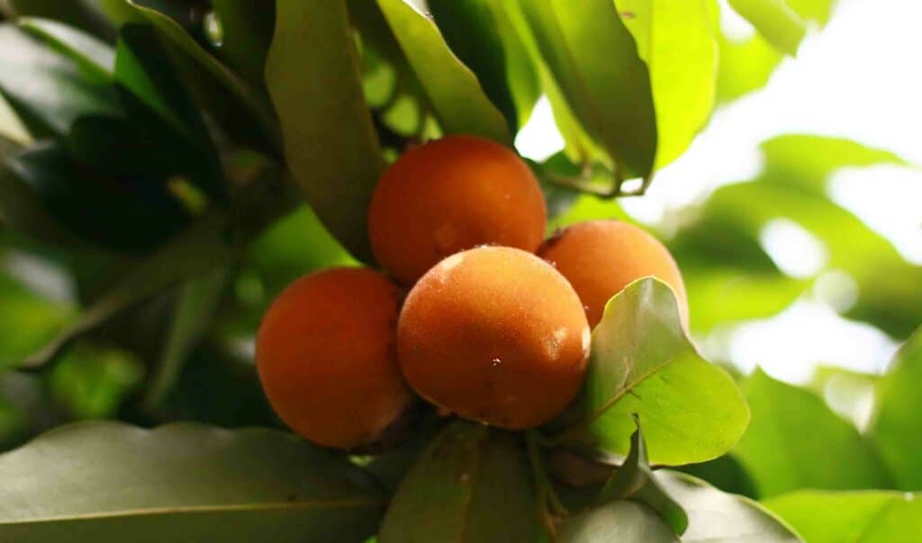 bisbul Indonesian fruits on tree