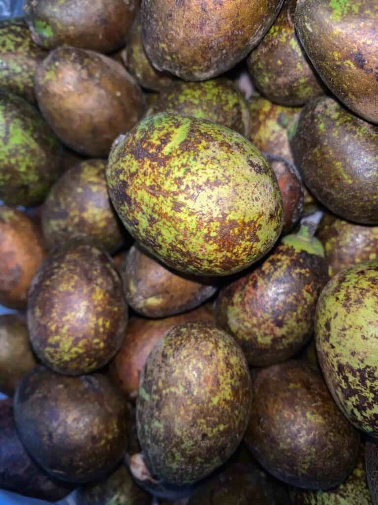 matoa fruits in Indonesia