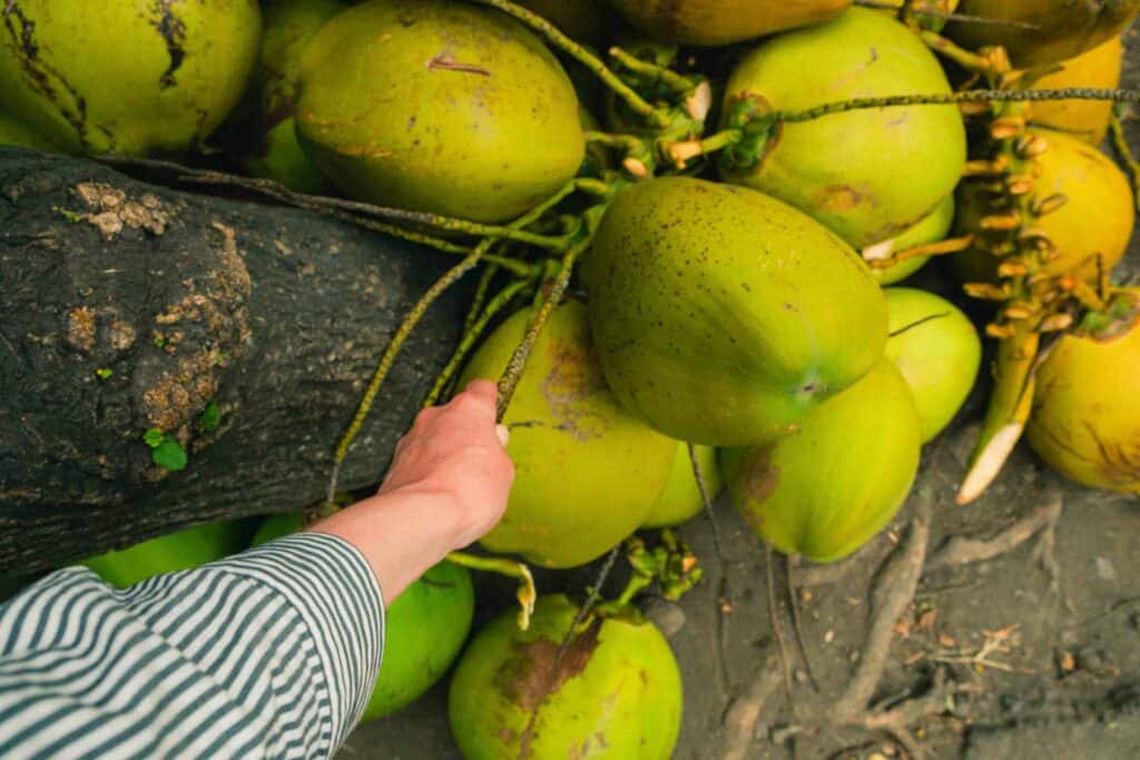 Tourist's hand takes a bunch of coconuts. Raw food