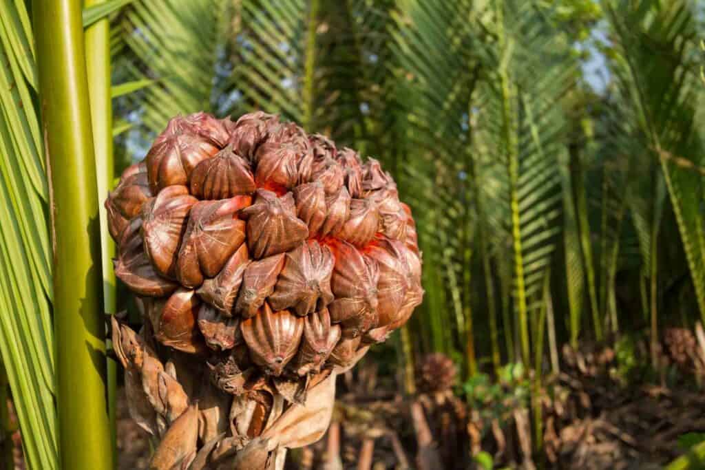 Nipa Palm Fruit