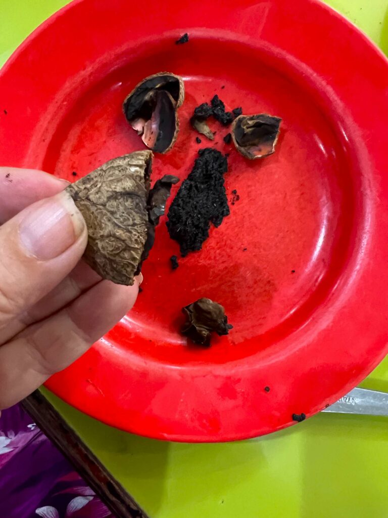 Dried keluak fruit Indonesia, used for rawon in Surabaya