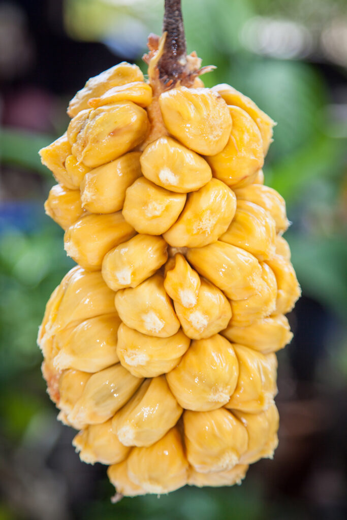 Group of fresh chempedak arils, a fruit native to South East Asia region. (scientific name Artocarpus integer)