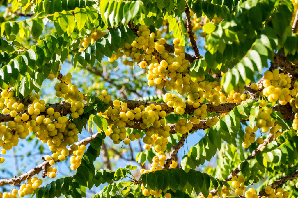 Phyllanthus acidus Malaysian fruit