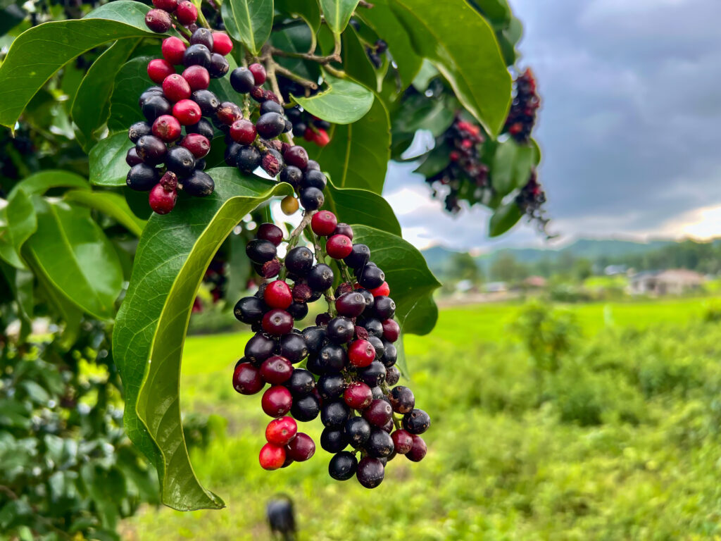 buah buni Malaysian fruit