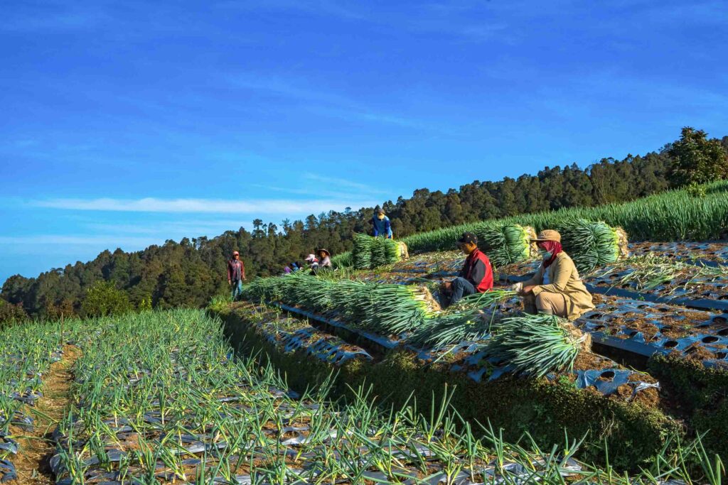 Women harvesting green onion in Dusun Butuh, Magelang, Indonesia