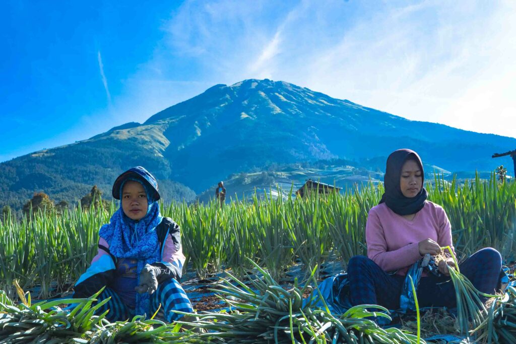 Women are doing the harvesting of spring onion. Dusun Butuh, Magelang, Indonesia