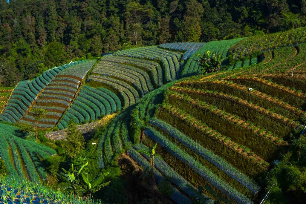 terraced spring onion fields, Sukomakmur, Magelang, Indonesia
