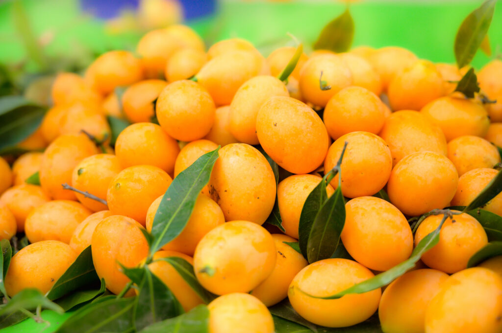 plum mango or buah kundang in Malaysia