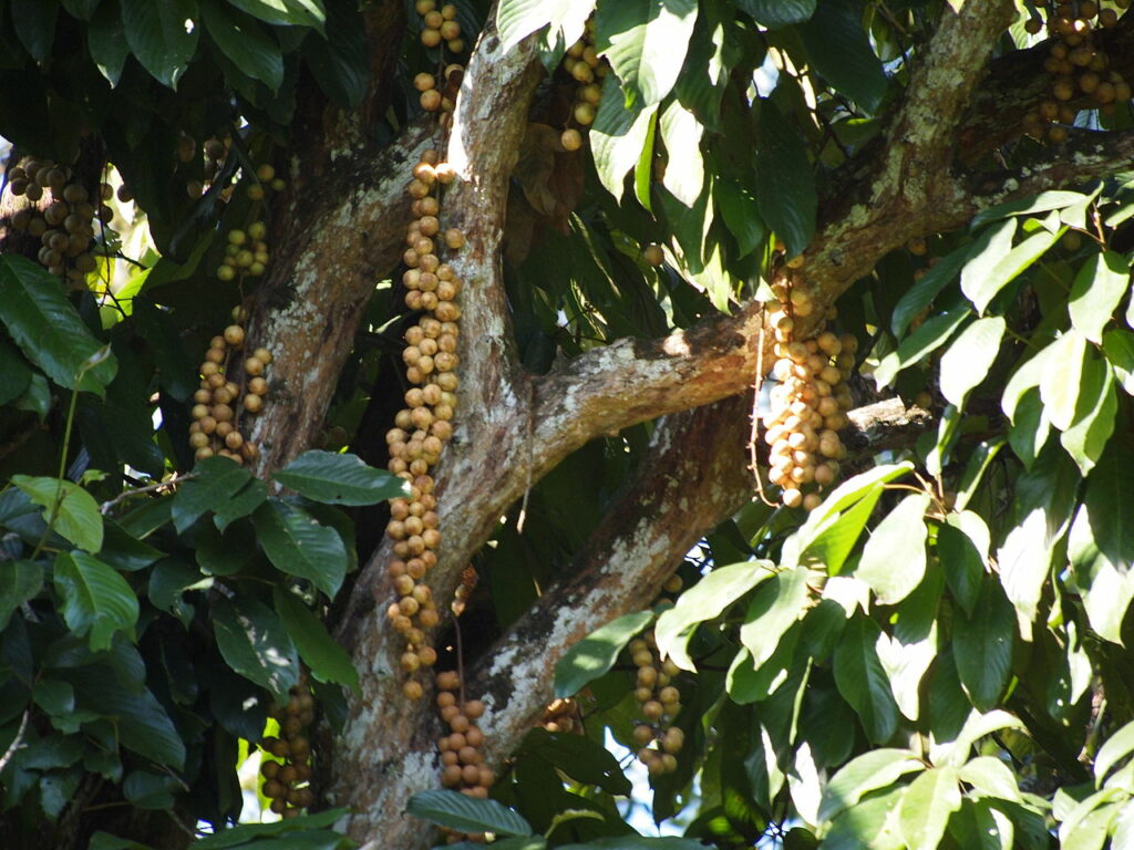 rambai fruit growing on a tree in Malaysia