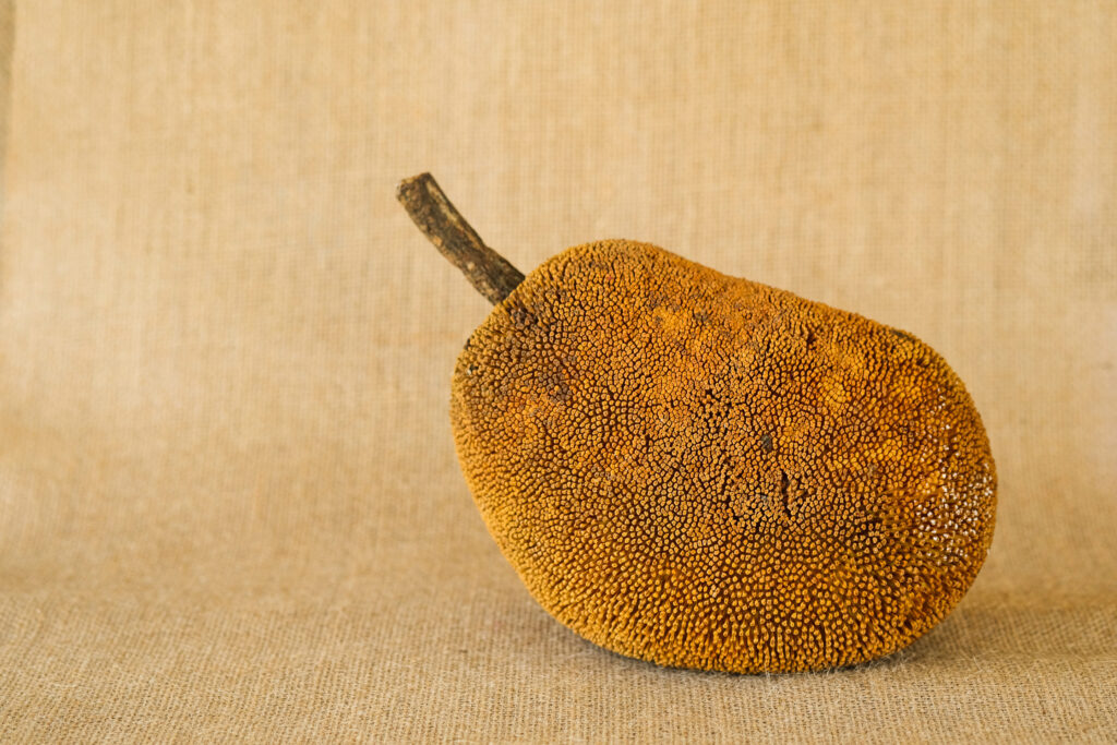 Artocarpus Odoratissimus, Terap or Tarap in local Malay language. Also called Marang in the Philippines; shot on isolated yellow background.