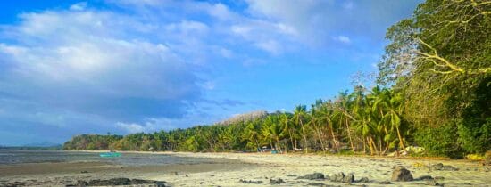Palm trees on the beach in Sibaltan Palawan