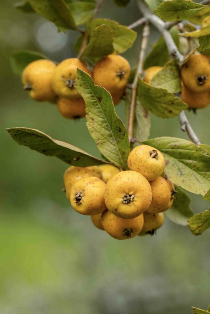 Tejcote mexiican fruits pm a tree