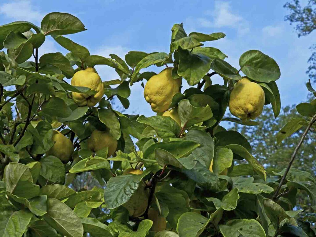 mexican fruit quince also called membrillo on a tree