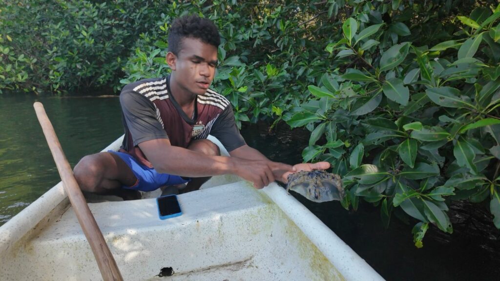 Rosario Islands Mangrove Andres showing medusa