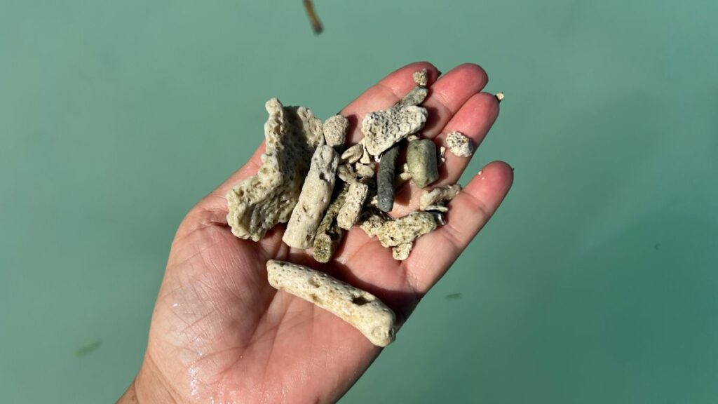 Rosario Islands dead coral