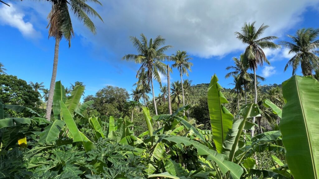 koh tao jungle behind Good Dreams Hotet
